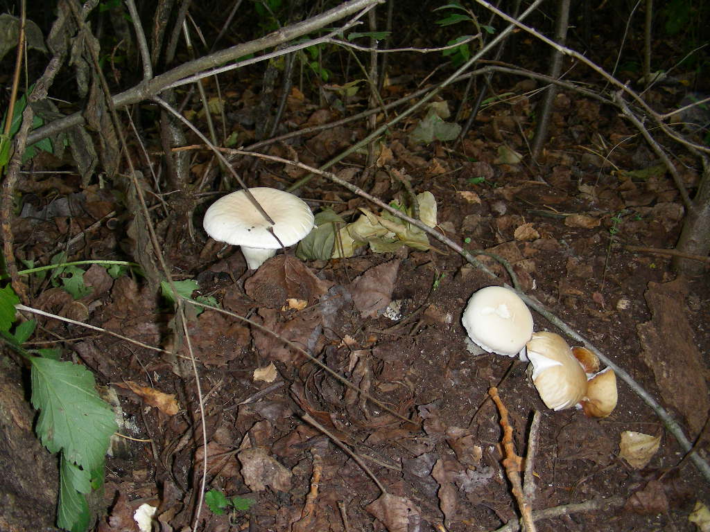 Strano ma  lui ... (Agrocybe aegerita)